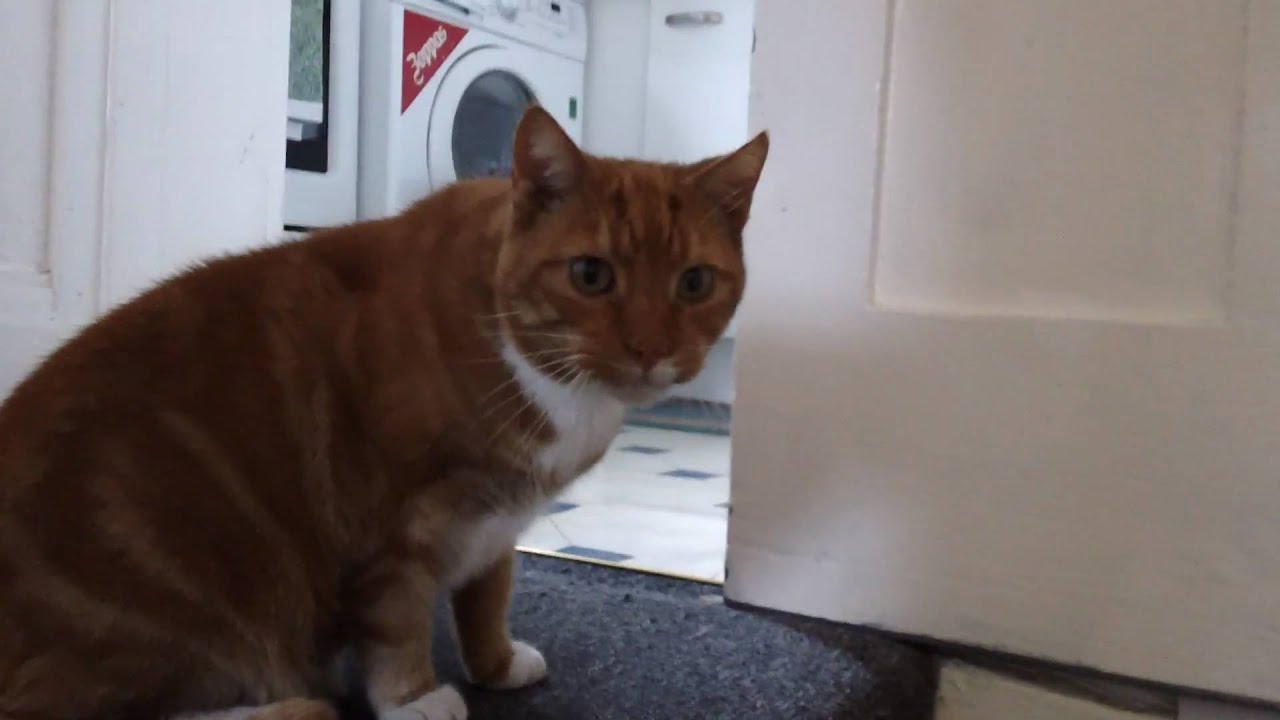 Who is this meowing cat?