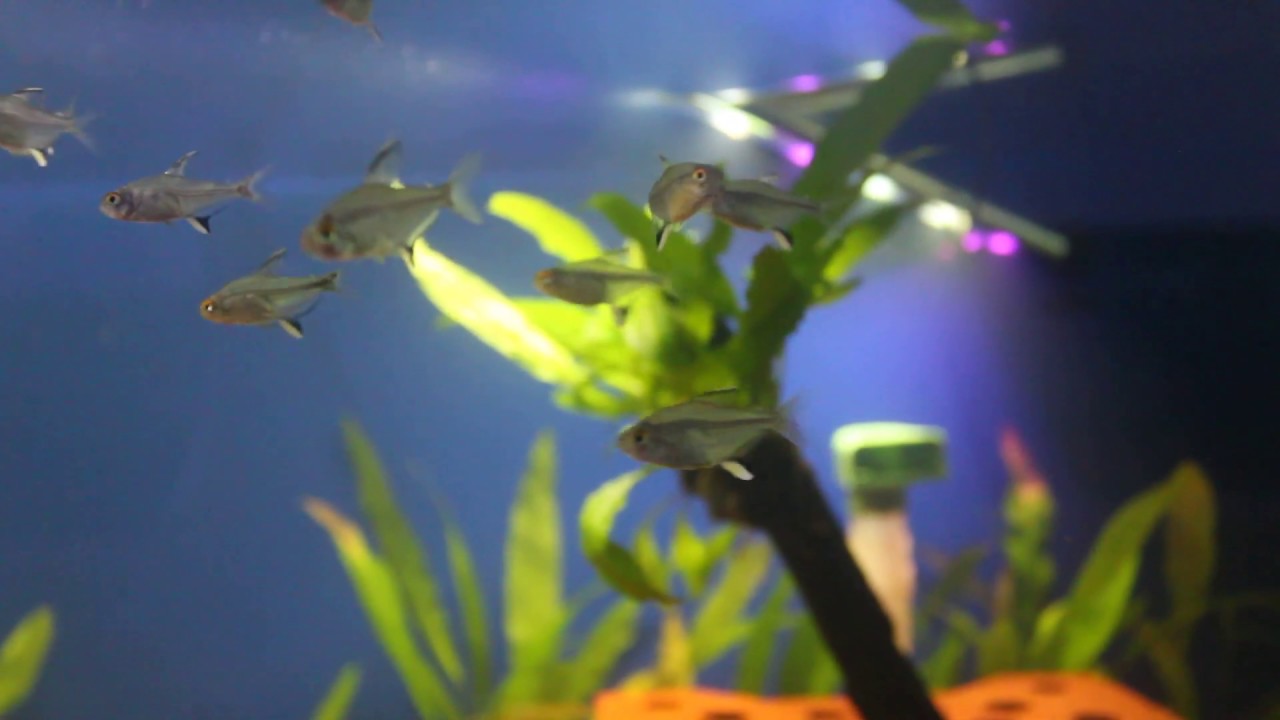 Lemon Tetra | Ornamental Fish Farming | RAD Aquasystem