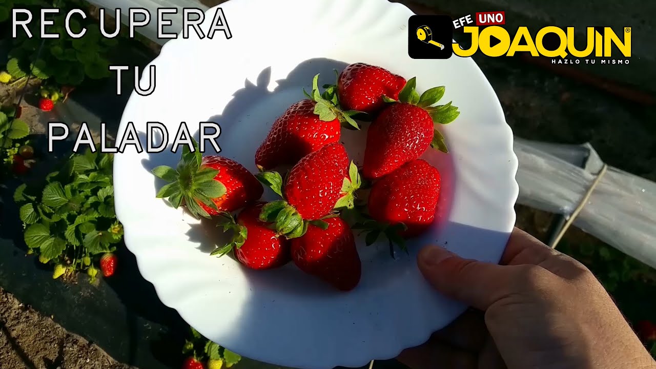 COMO SEMBRAR FRESAS PASO A PASO