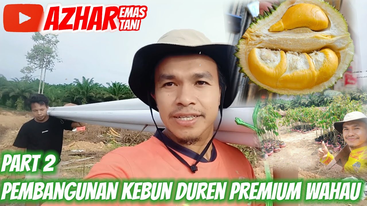 PART 2 PEMBANGUNAN KEBUN DURIAN PREMIUM WAHAU