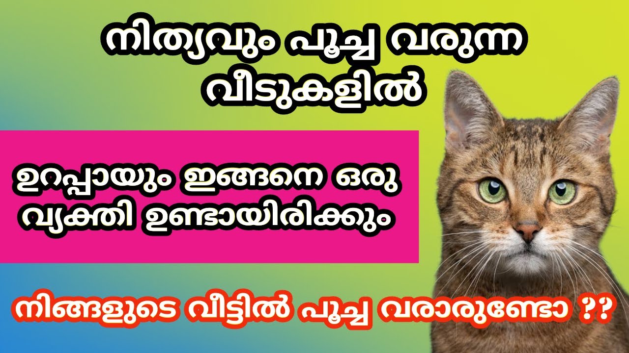 നിത്യവും പൂച്ച വരുന്ന വീടുകളിൽ ഉറപ്പായും ഇങ്ങനെ ഒരു വ്യക്തി ഉണ്ടായിരിക്കും