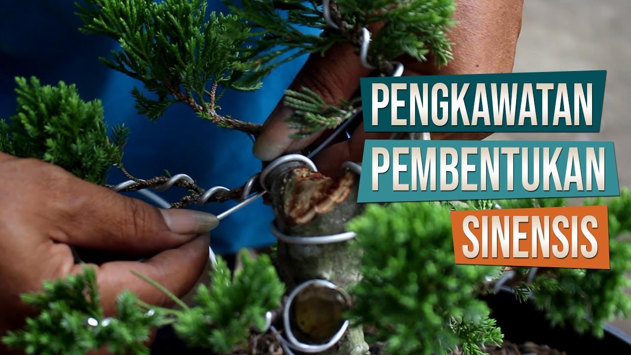 Cara Pengawatan Dan Pembentukan Sinensis Hasil Cangkokan Bersama Mas Catur Dari Sleman, Yogyakarta