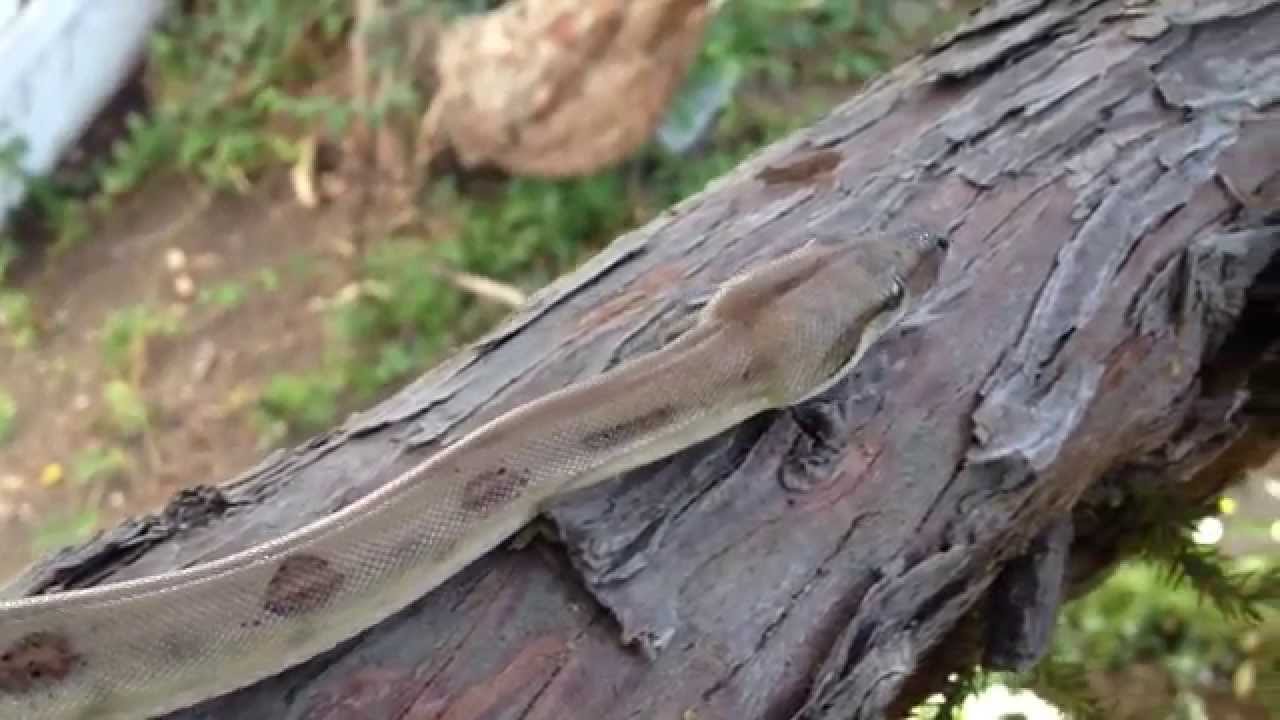 Pearl Island Boa