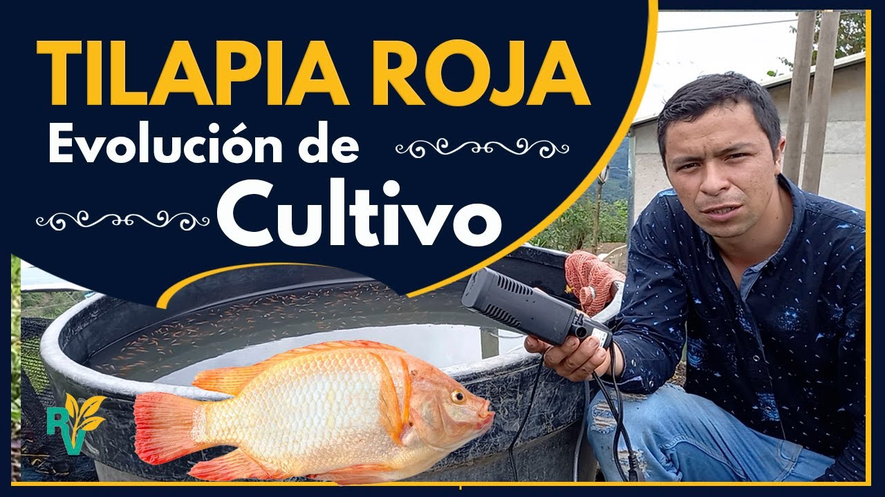 👀 MEJORA en cultivo 🐟  ALEVINOS de TILAPIA 🐟