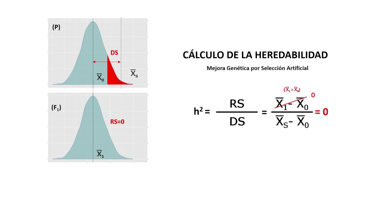 Genética Cuantitativa (II) | Cálculo de la Heredabilidad