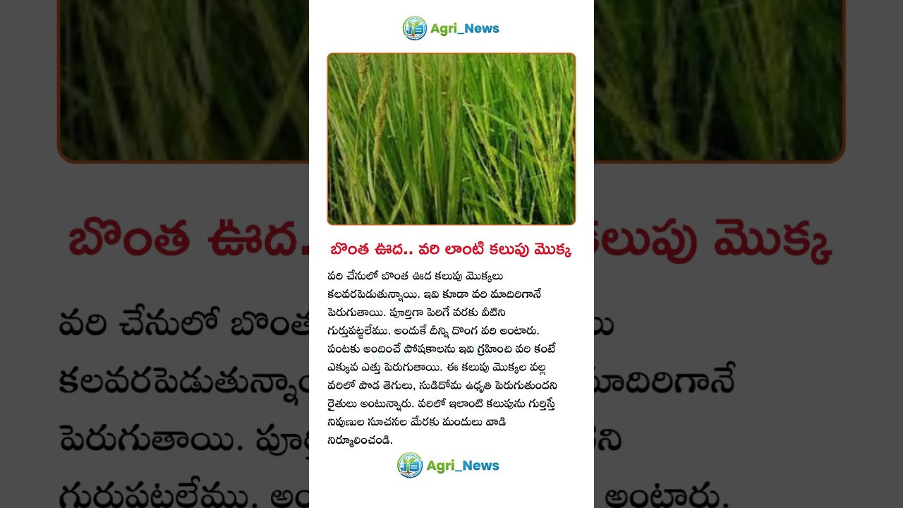 బొంత ఊద.. వరి లాంటి కలుపు మొక్క 