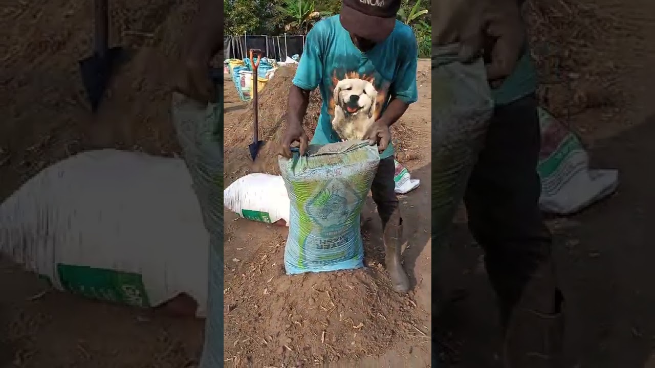 How  to mix soil for tomato production. TPV.1