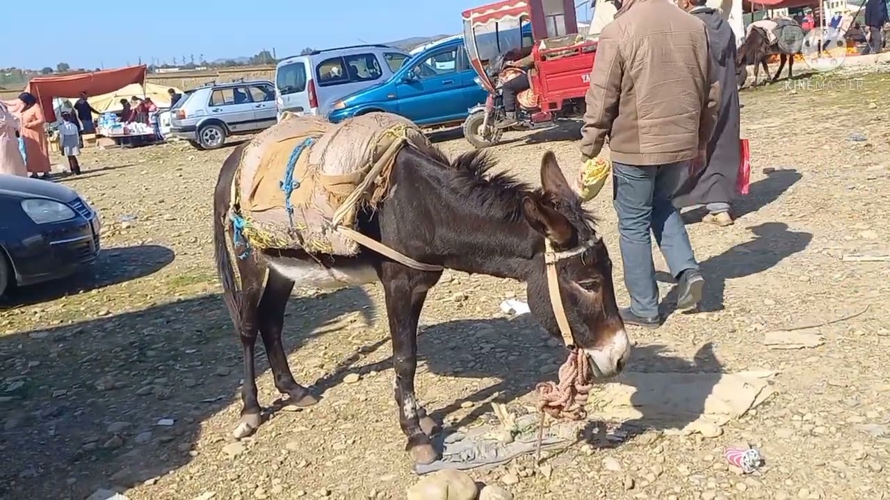 جولة فالسوق الاسبوعي وزان او سوق زمورن سوق الخميس ouezzane
