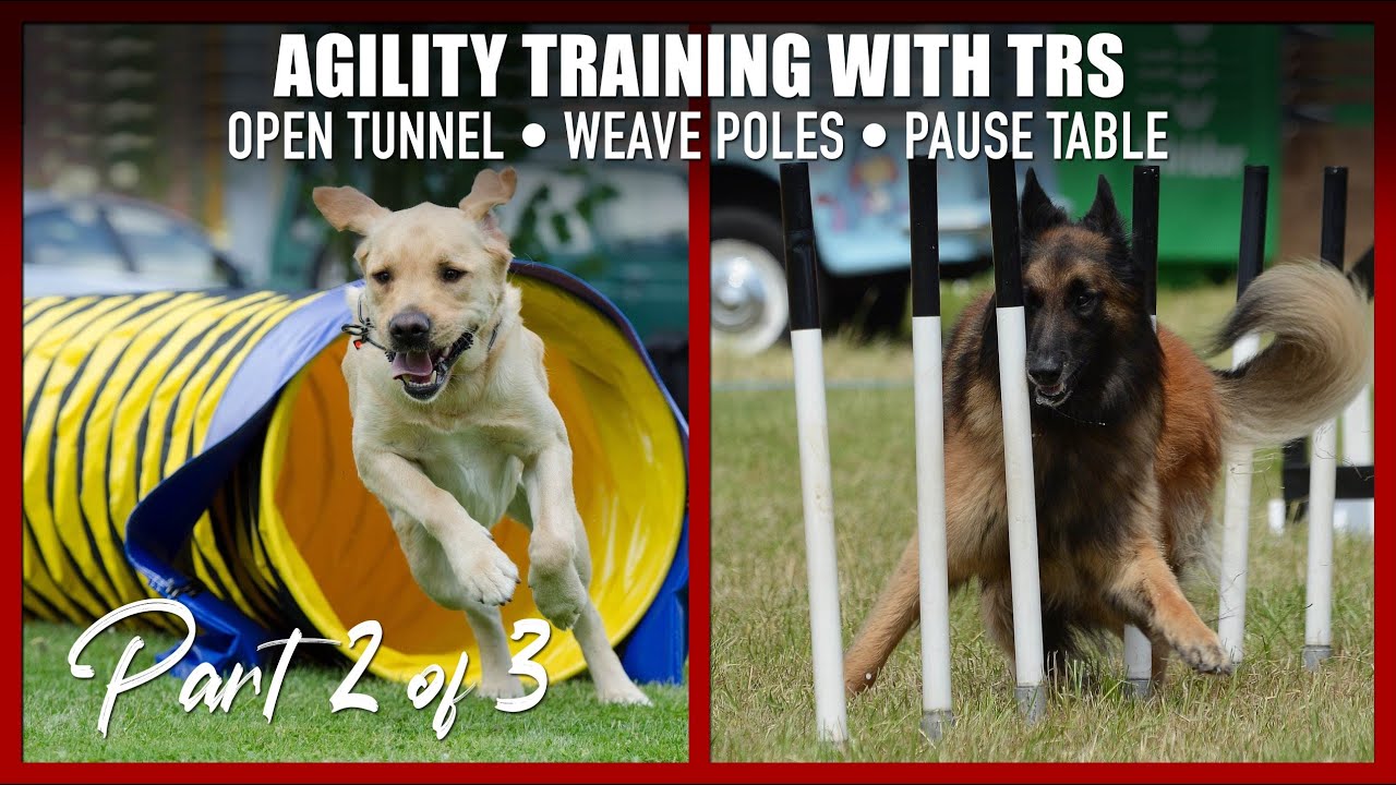 Teach Your Dog the Weave Poles, Pause Table, and Open Tunnel for Agility.