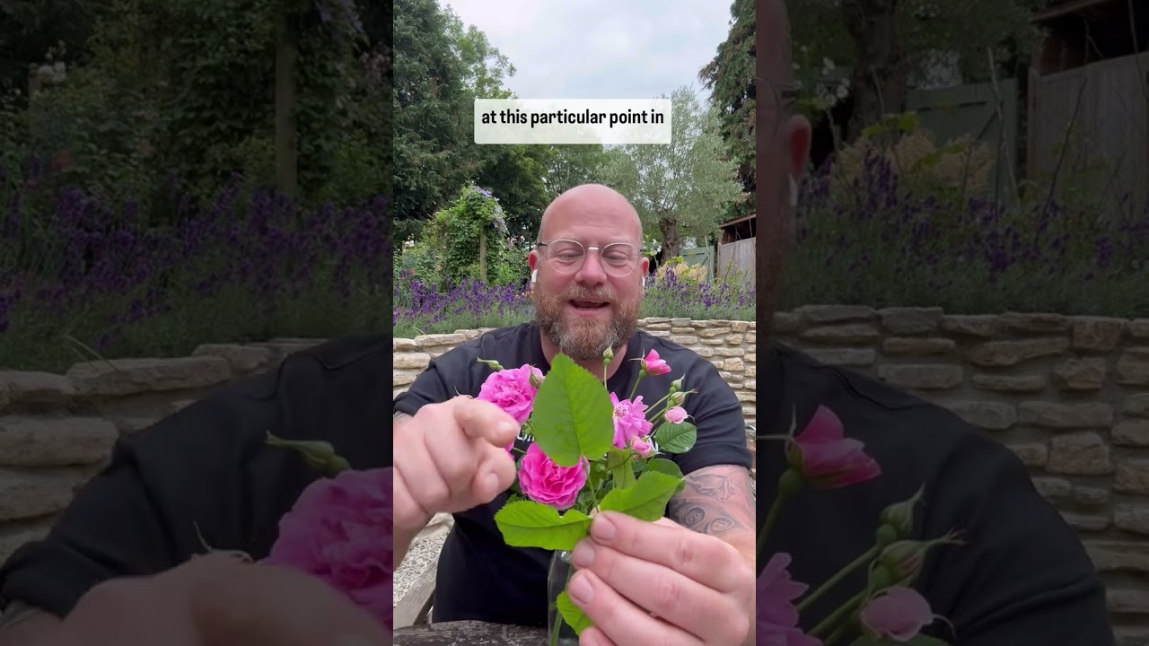 Личный обзор выращивания розы &laquo;Английская роза&raquo; от @david_austin_roses #gardenerben ￼