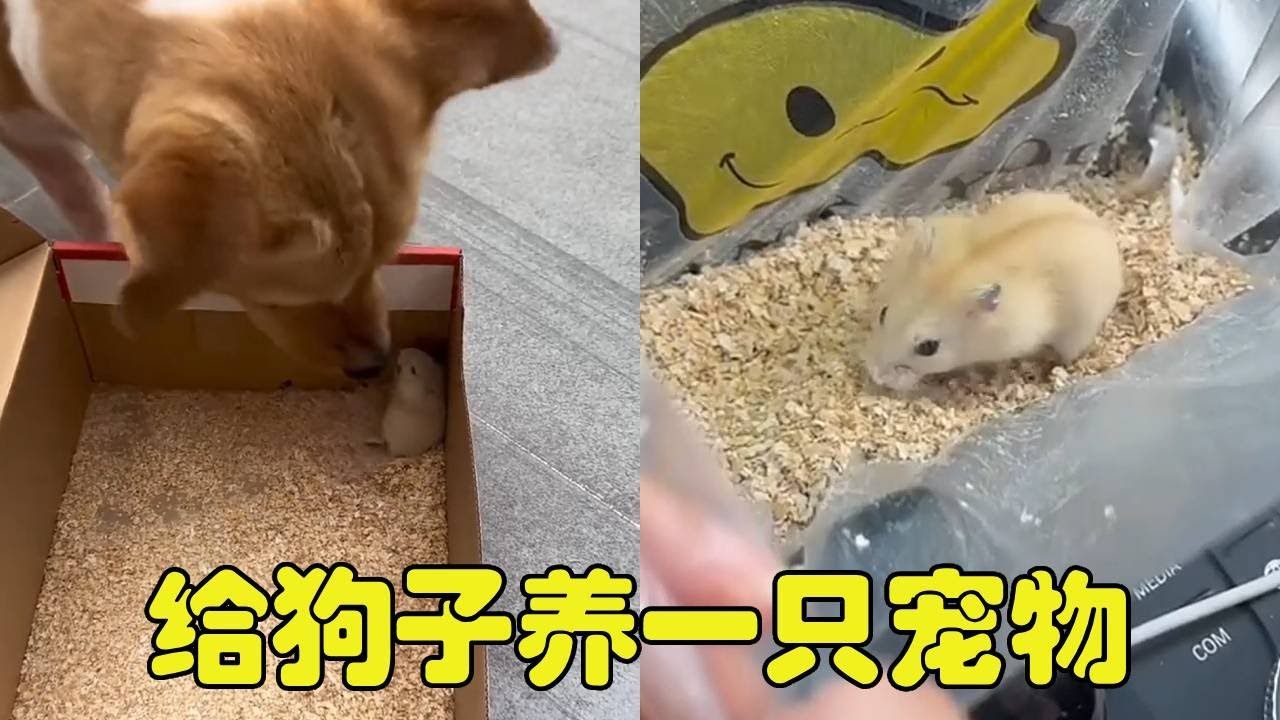 给疯狂小七养一只属于它的宠物~大家觉得这只小仓鼠怎么样呢？希望他俩能相处愉快【勋勋】
