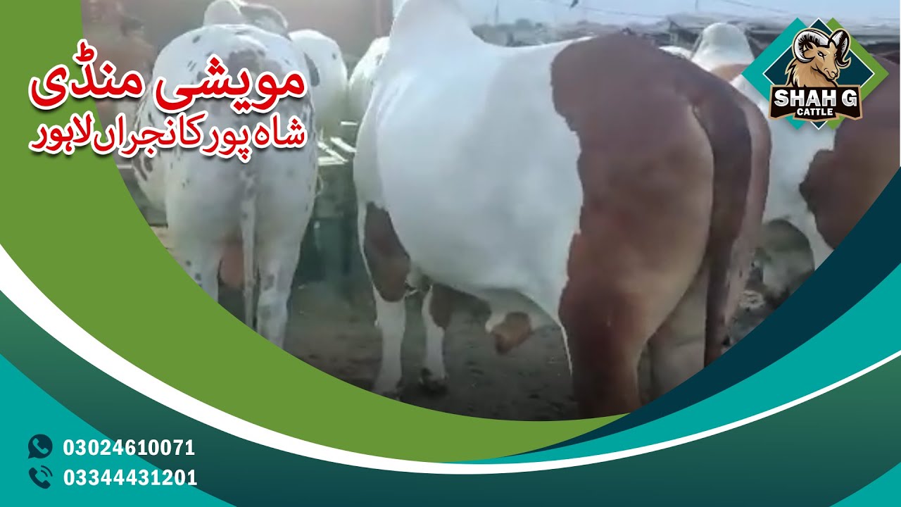 COW MANDI HEAVIEST BULLS IN LAHORE SHAHPUR KANJRA MANDI.