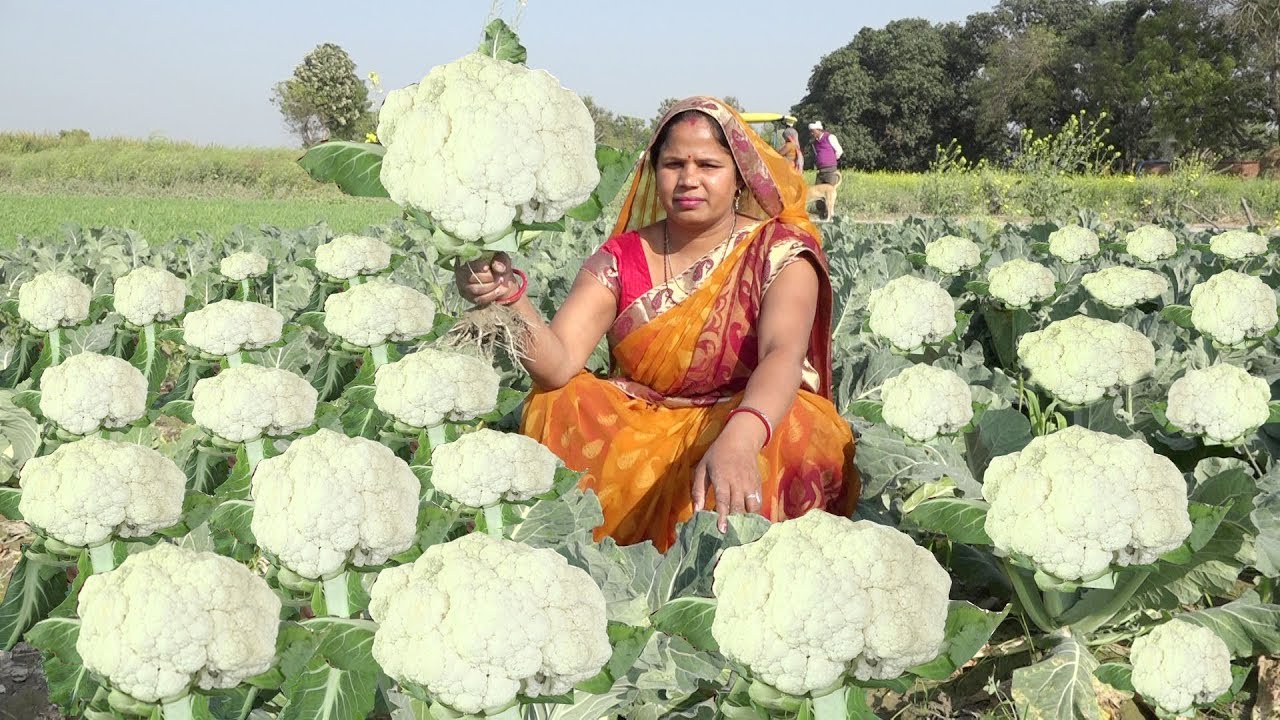 एक बार इस विधि से गोभी और मटर की सब्जी बनइये तो आप अगुलिया चाटने लग जाएंगे |Gobi aur matar  Sabzi