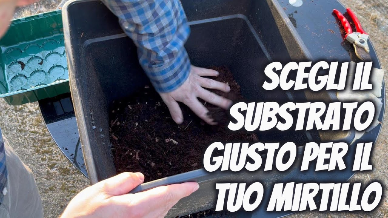 Coltivazione del mirtillo in vaso, guida completa