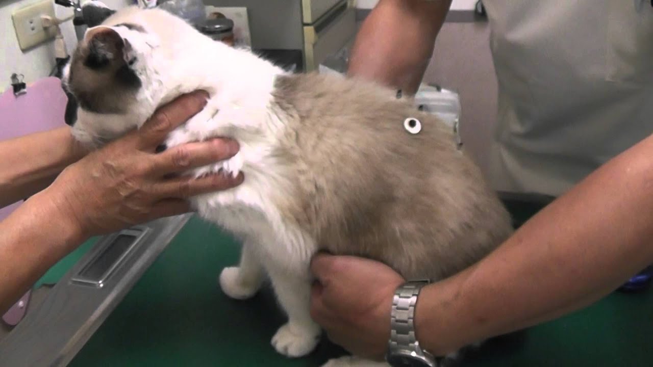 猫のの鍼灸
