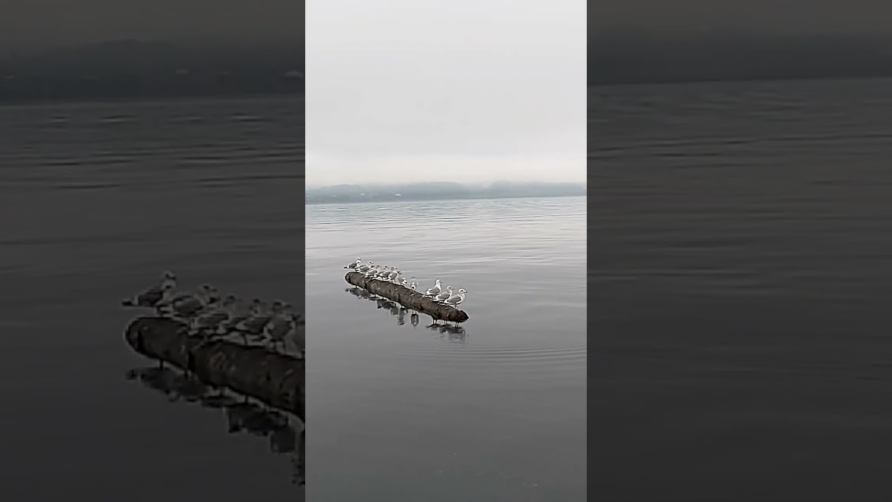 #happyfriday  #birds on a #log in the #pnw on Dec 21/23