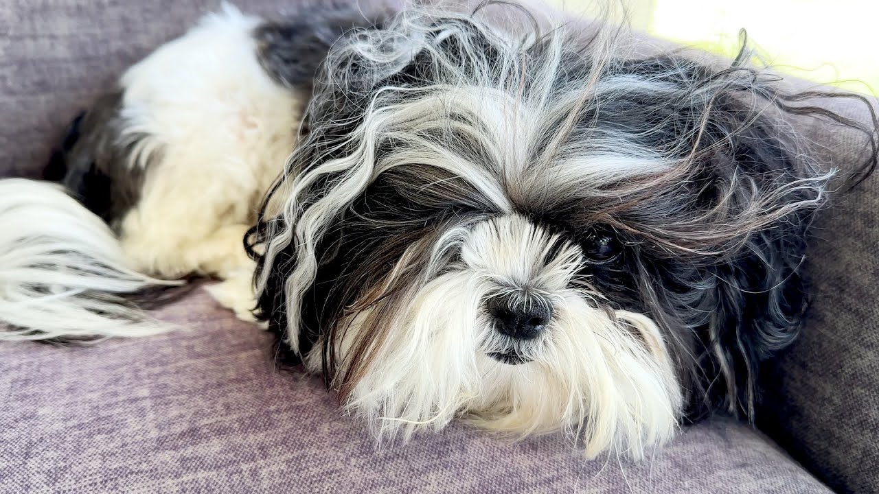 Shih Tzu Gets Beachy Hair Without Getting Wet!