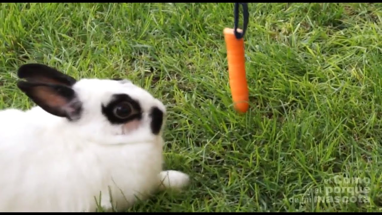 CONEJOS - El conejo gordo. Cómo adelgazar.