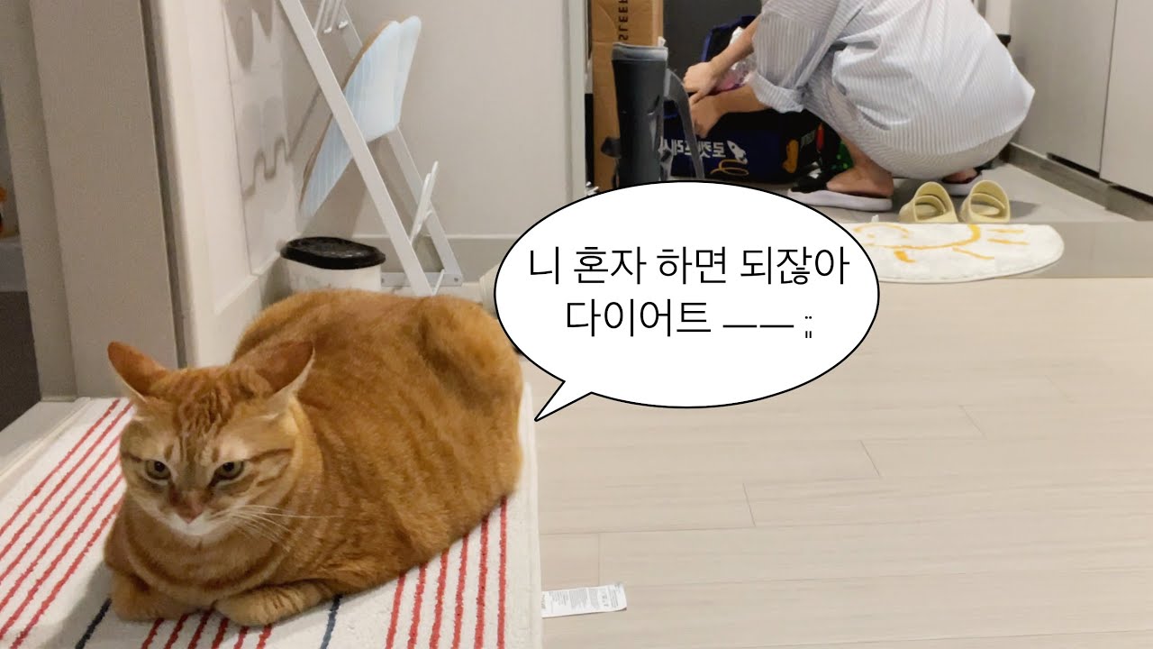 현실 다이어트 호소인 일상 브이로그 🥗 | 🐱사료 계산과 식단 준비