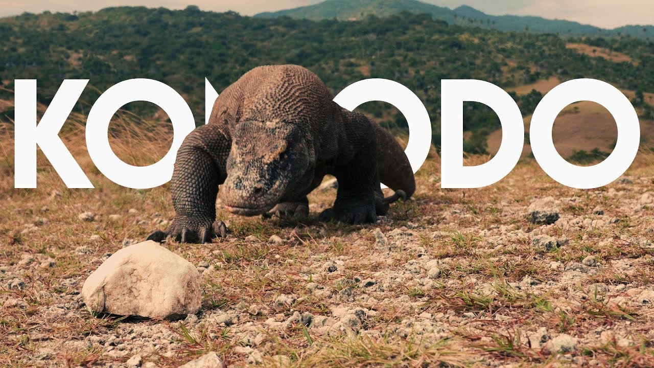 COMO VIAJAR A KOMODO - INDONESIA // Guía completa
