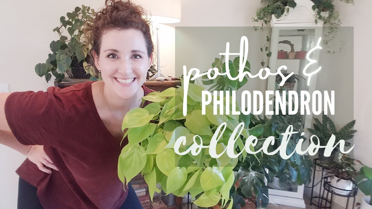 Pothos & Philodendron Collection