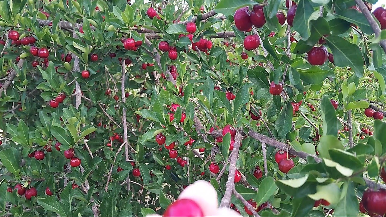 GELEIA DE ACEROLA