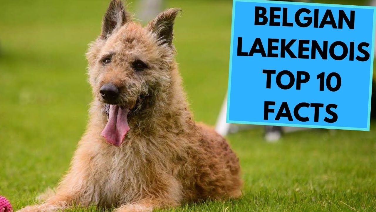Belgian Laekenois - TOP 10 Interesting Facts