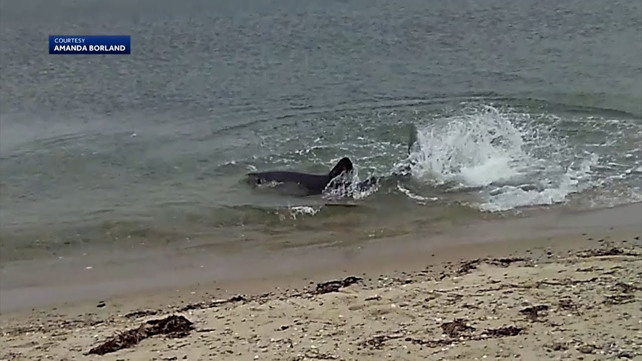 Woman recounts close encounter with shark while walking her dog on Martha's Vineyard
