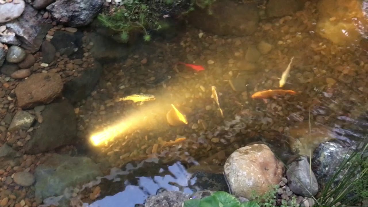 Ecosystem Pond Installation: Hamilton East, NSW - June 2018