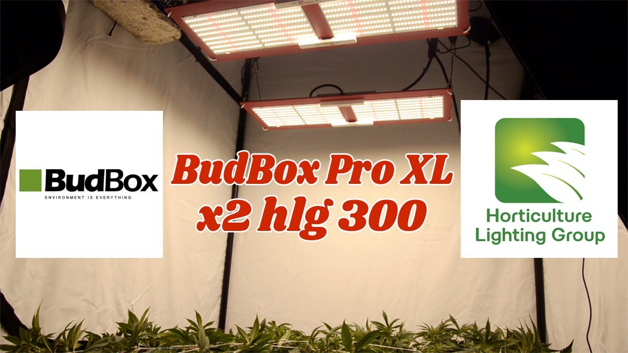 HOW TO TRANSFER and LOLLY POP- 2 HLG 300