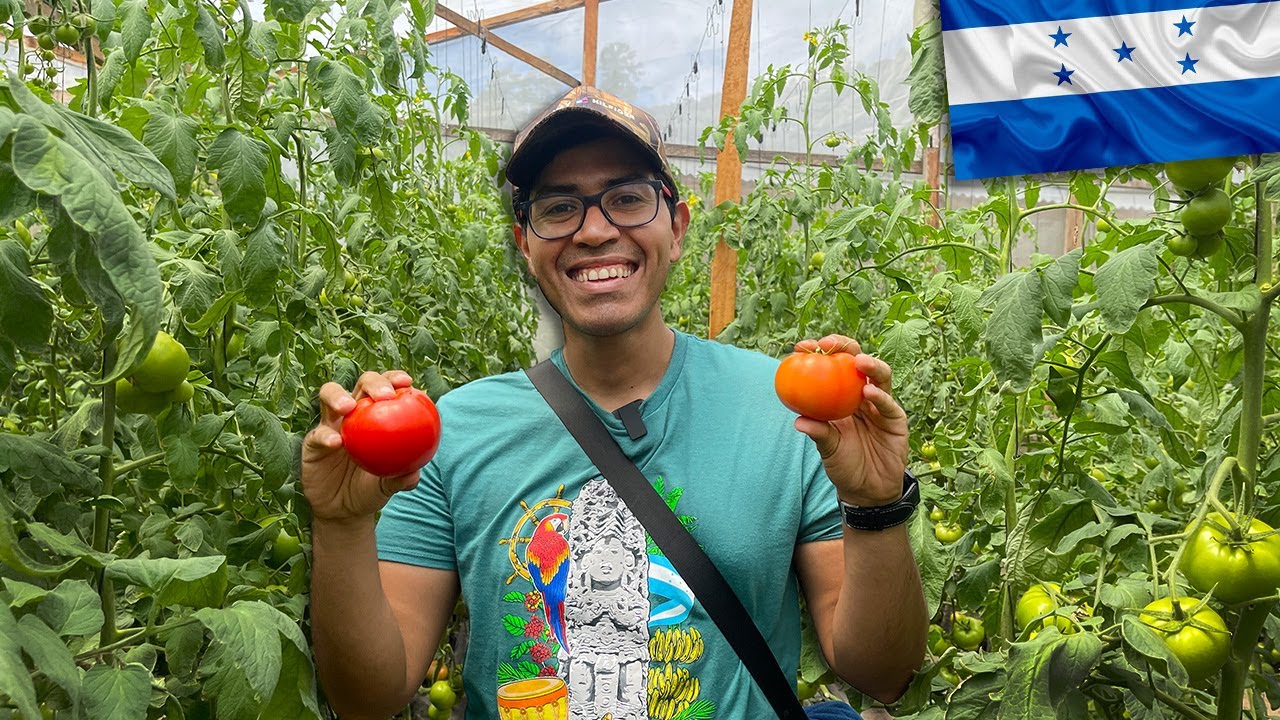 Así es el Cultivo de Tomates en Honduras | Felipe Banegas