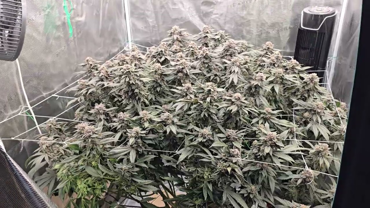 day 63 flower gastropop compound genetics 🧙&zwj;♂️🔥💨💚