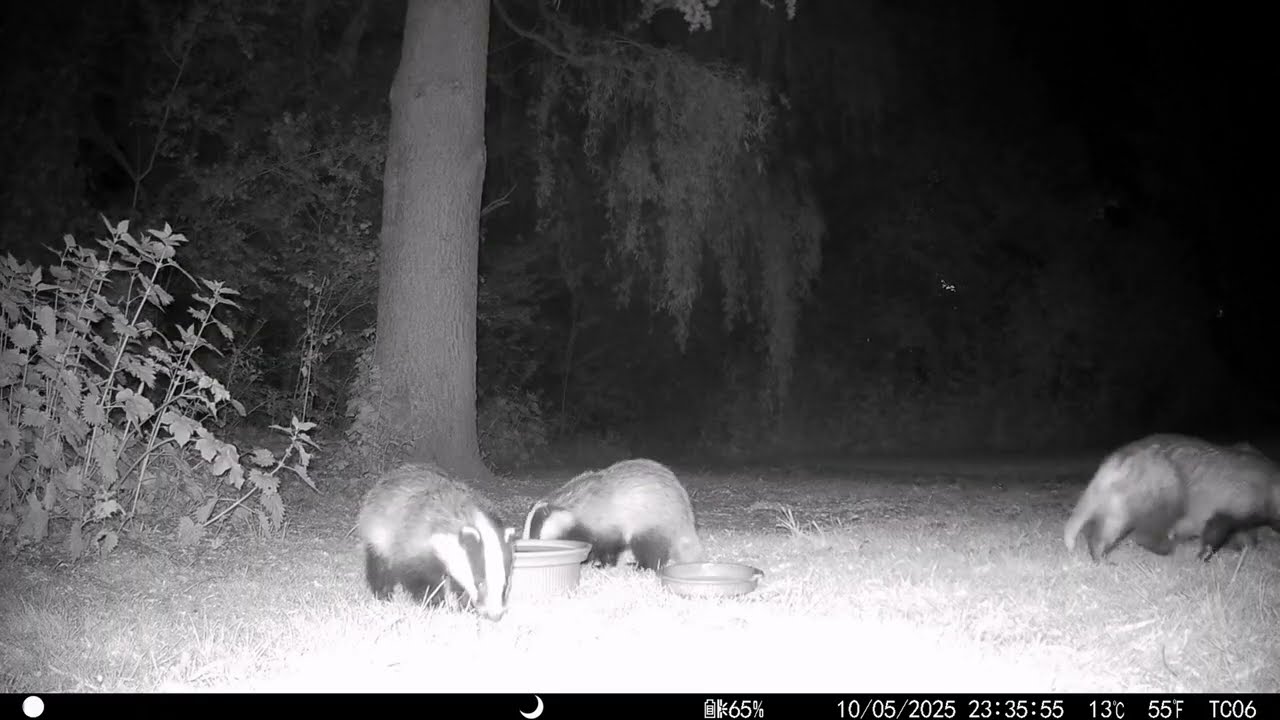 Badger Cubs Foraging With Their Mother #britishwildlife  #BadgerFamily #NatureParenting