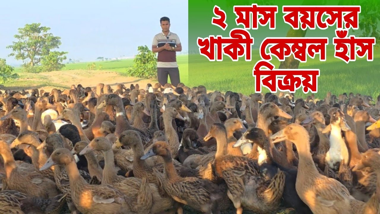 ২ মাস বয়সি খাকী কেম্বেল হাঁস বিক্রয়। বিসমিল্লাহ হাঁসের খামার থেকে।