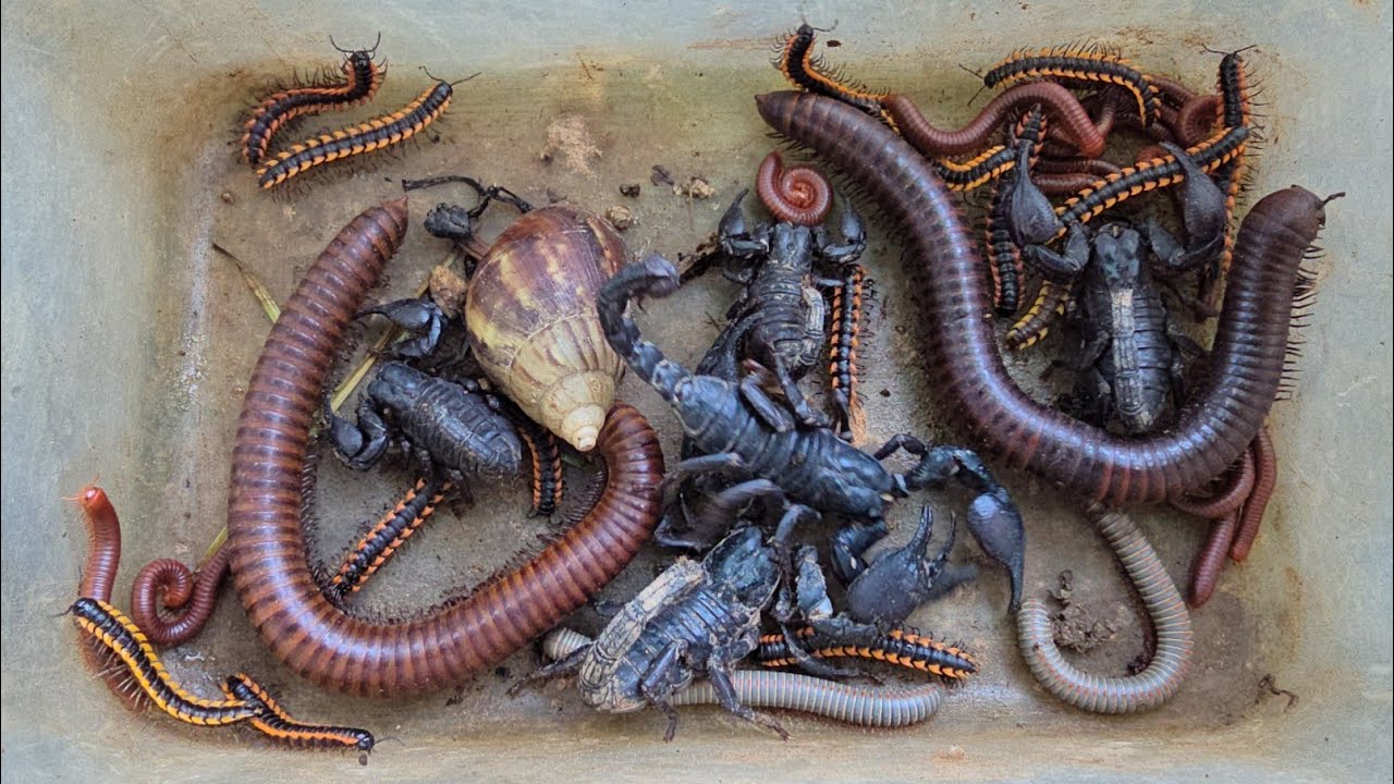 All Insects Pet I Catch In Hot Season 🔥 