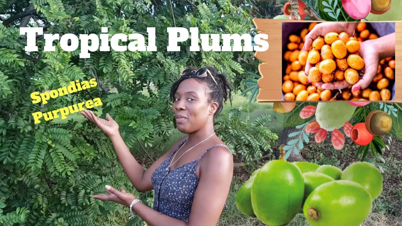 PLUMS IN BARBADOS (SPONDIAS PURPUREA)