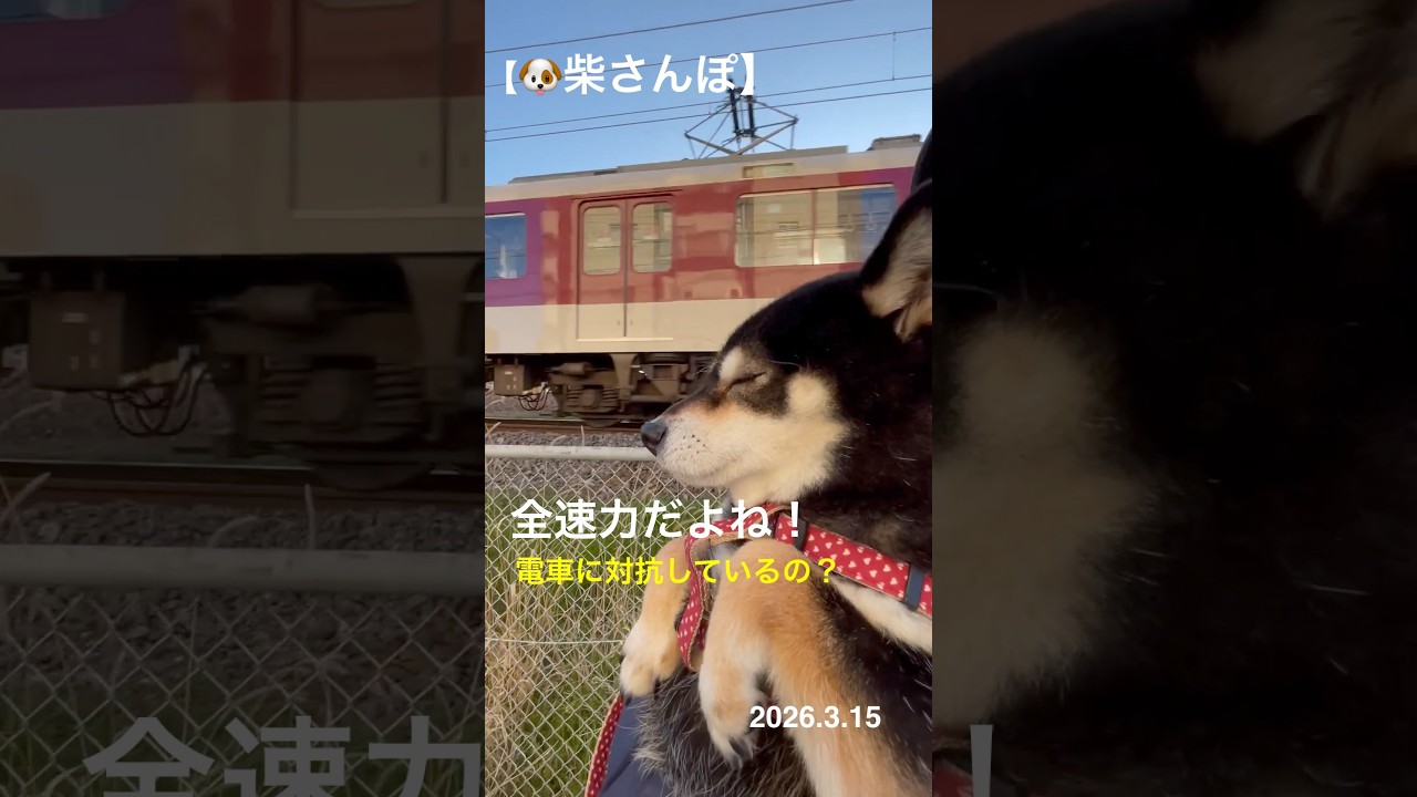 【全速力だよね！電車に対抗してるのかな？】🐶【柴さんぽ】（26.3.15）【しあわせを知った柴犬のお話し】