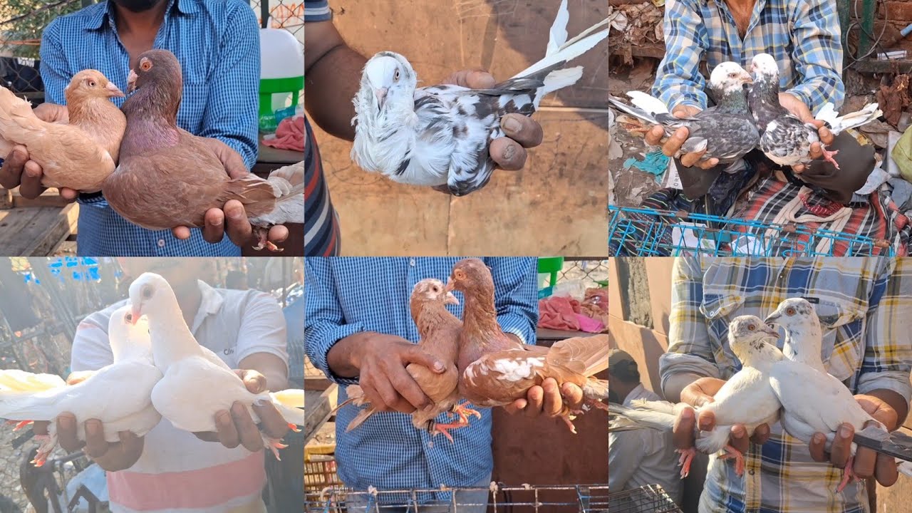 Jama Masjid kabootar Market Delhi🕊12-10-2025🕊Gole Patiyala Madrasi Panjabi kabutar Market Old Delhi