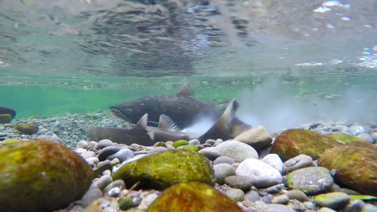 Chinook Salmon Spawning (At 4k Resolution): Wild Salmon; Spawning; Underwater; New Zealand