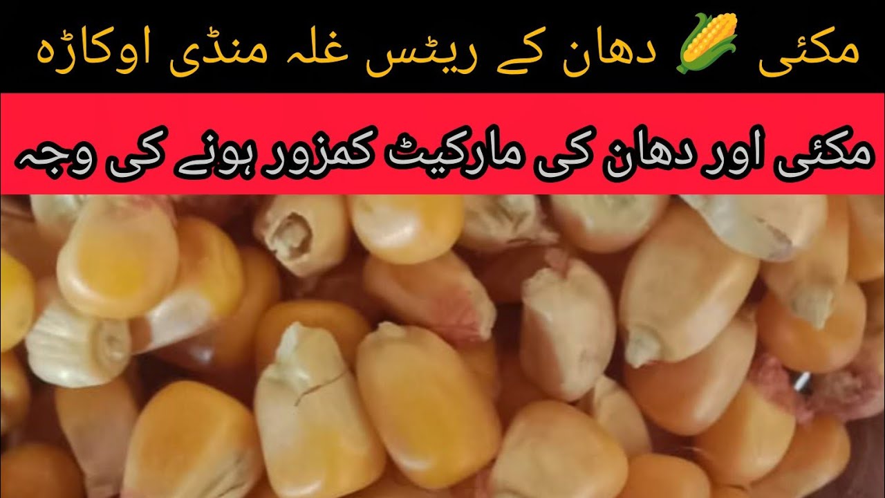 DHAN PRICE TODAY OKARA MANDI PUNJAB MAIZE RATE TODAY OKARA MANDI PAKISTAN 15.02.2026