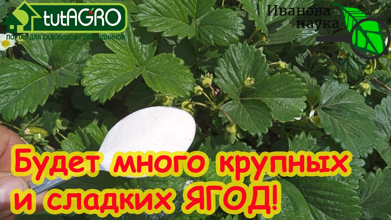 🍓ХОТИТЕ МНОГО КРУПНОЙ И СЛАДКОЙ КЛУБНИКИ? Подкормите ЭТИМ авторским рецептом во время цветения.