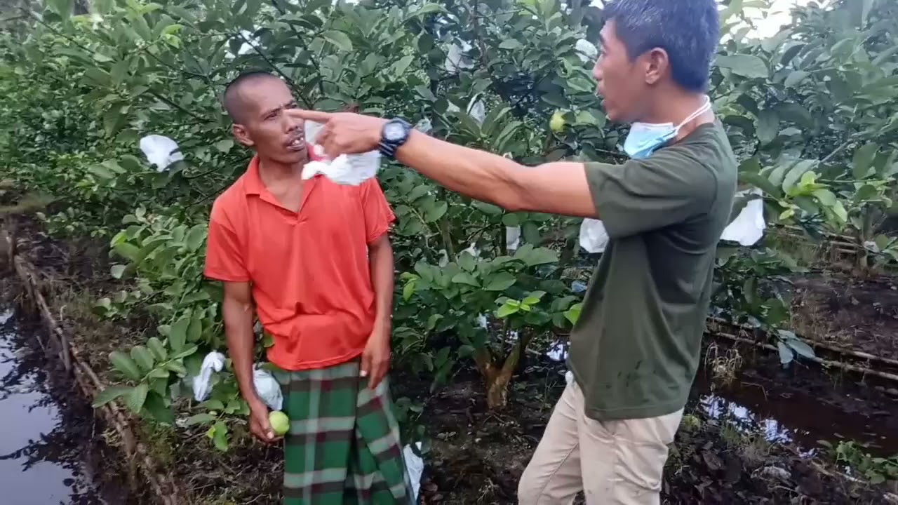 BUAH JAMBU KRISTAL PAK WIJI MENGECIL, INI SEBABNYA