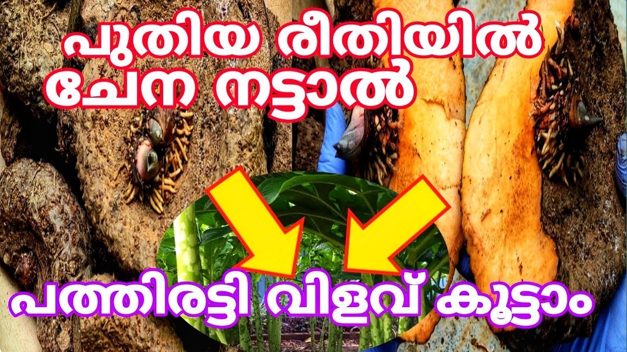 ചേന പത്തിരട്ടി വിളവ് കൂട്ടാം മൂന്ന് എളുപ്പവഴികൾ | Malanad Wibes