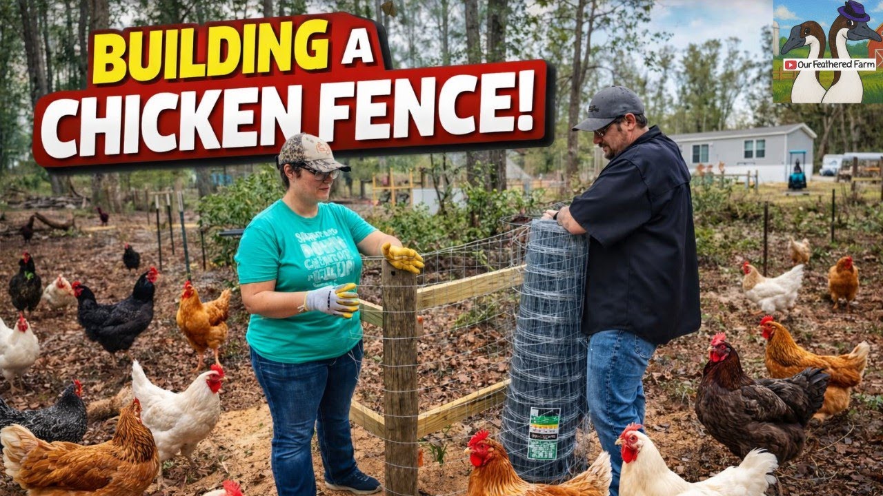 Chicken Run Fencing DIY (Step by Step)