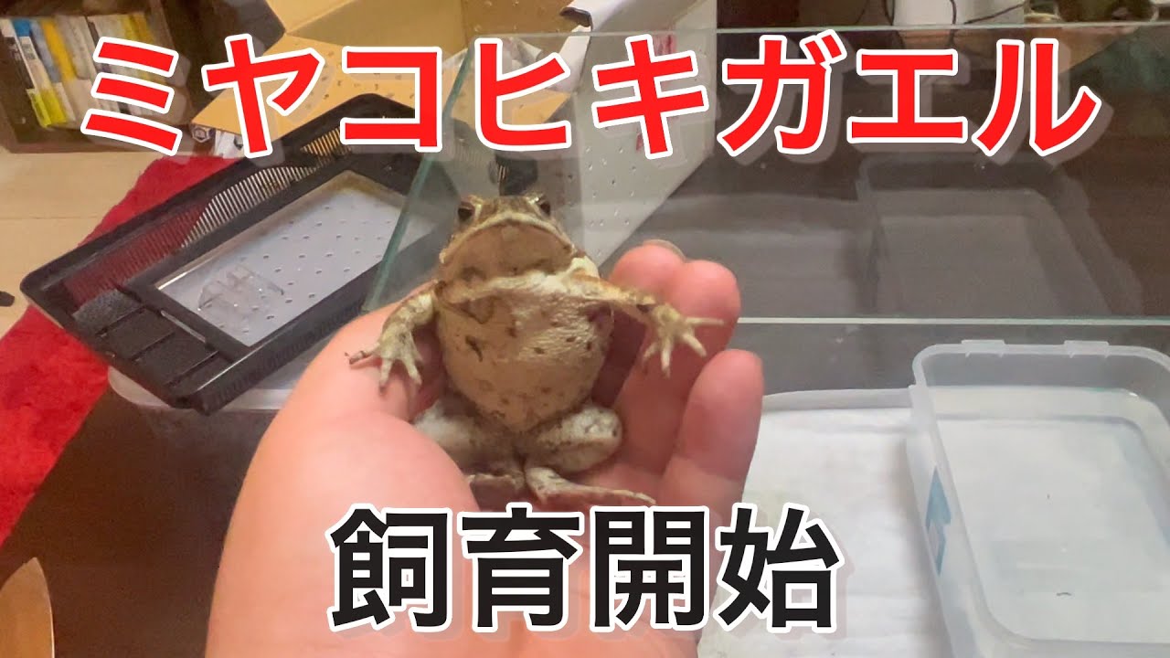 【お迎え】ヤフオクでヒキガエル買ってみた