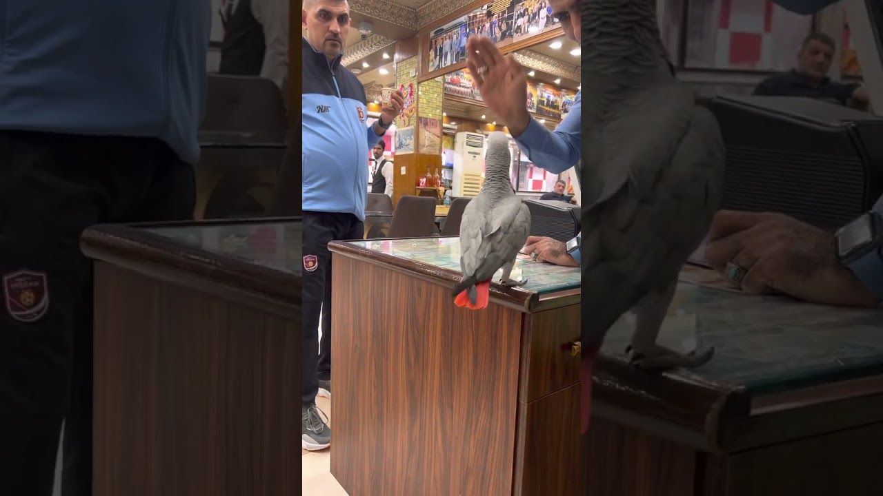 #شيخ#كوكو#صدمني#