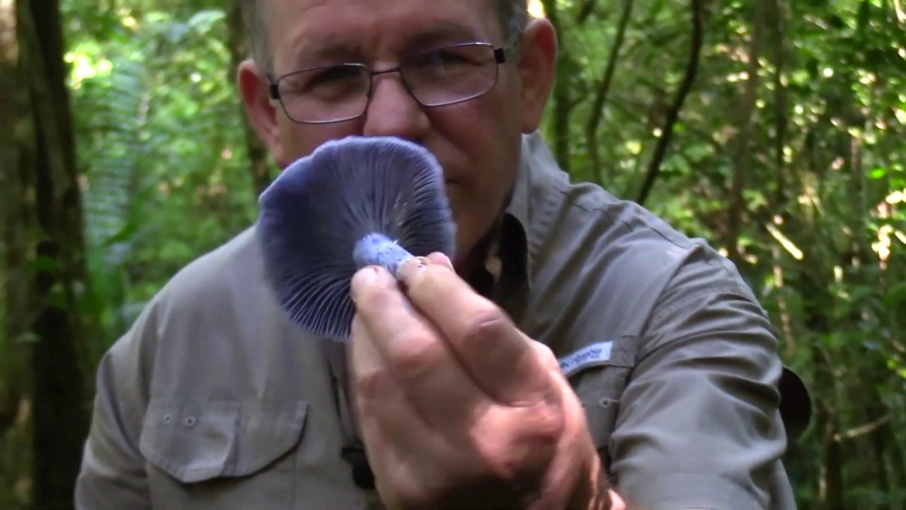 FILETE DE CERDO CON HONGOS SILVESTRES, LACTARIUS INDIGO