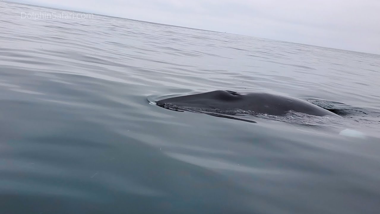 Whale Watching Captain’s Wife & Daughter Mugged…by a Minke Whale! | Capt. Dave's Whale Watching