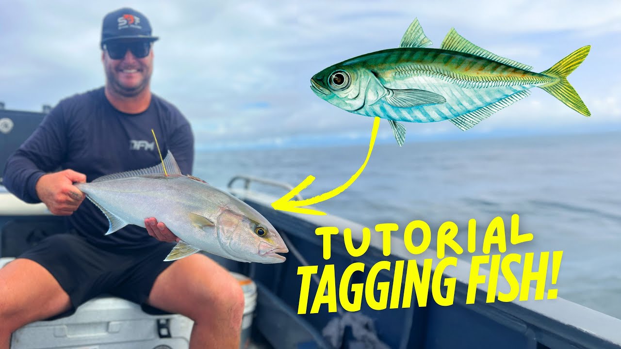 Trading Live Bait for BIG FISH! (AND TAGGING THEM!)