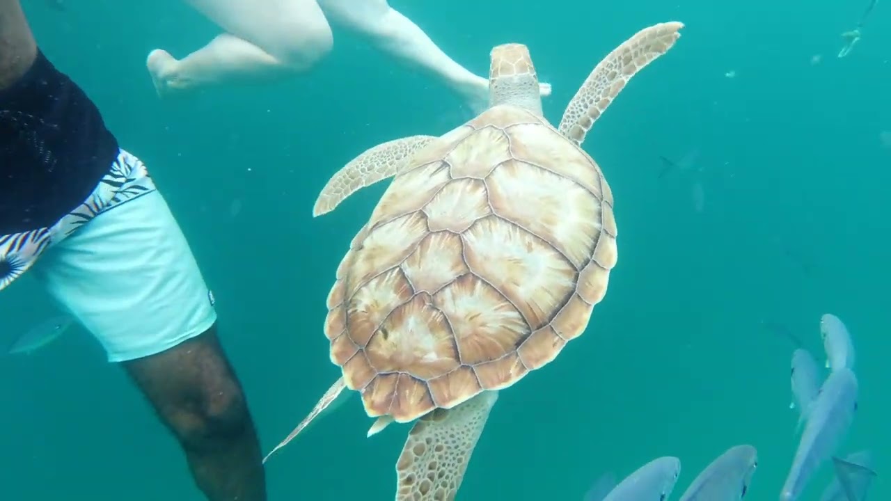 Tiami Catamaran Cruises Barbados Reviews - THE BEST!